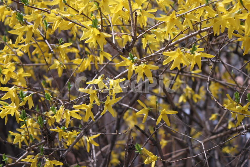 개나리,노란색,꽃,봄,yellow