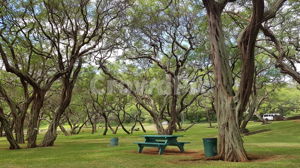 공원,초록,나무,벤치,하나우마베이,여유,힐링,여름,자연,풍경,nature,landscape,tree,plant,식물,bench,tree trunk,나무 줄기,grass,잔디
