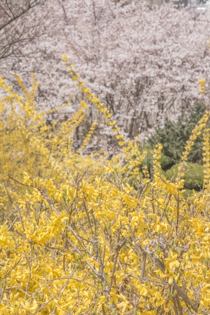 봄,벛꽃,개나리,분홍,노랑,식물,자연,plants,nature,풍경,landscape,봄,계절,spring,season,꽃,flower,plant