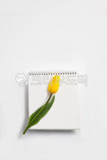 notepad,yellow flower,Page,background paper,spring flowers,petal,yellowtulip,text,yellow tulips,blossom,yellowflower,tulip,message,springflowers,flower,backgroundpaper,plant,page