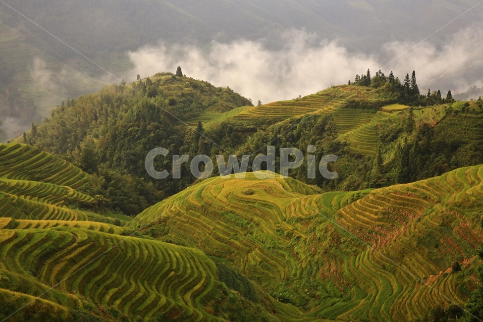 nature,자연,outdoors,옥외,countryside,field,들,hill,언덕,중국,계림,용척,용척다랭이논,다랭이논,다락논,농업,농경지,경작,농사,중국비경,경치,경관,풍경,운해,용척제전아침,농업,농사,agriculture,farming,farming industry