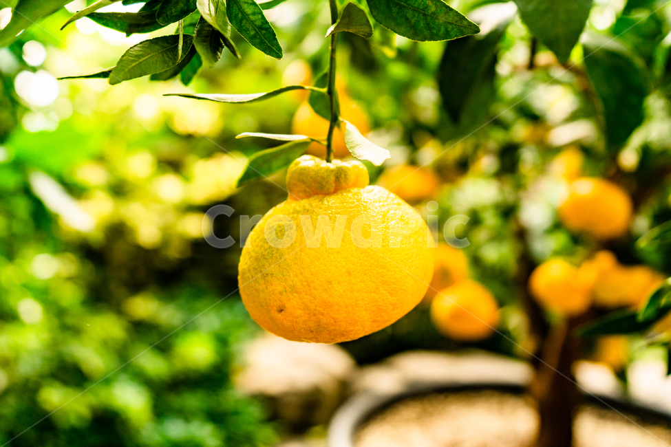 fruit,과일,food,음식,plant,식물,citrusfruit,감귤류과일,hallabong,한라봉,과일,열매,fruit
