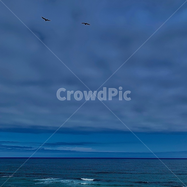 자연,옥외,바다,해변,강릉,안목해변,구름,파도,새,nature,outdoors,sea,ocean,beach,bird,자연,풍경,nature,landscape