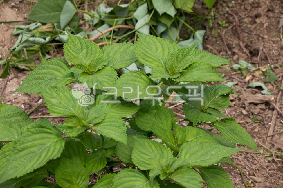 leaf, 잎, soil, 토양, 깻잎, 사진,이미지,일러스트,캘리그라피 - studio H작가