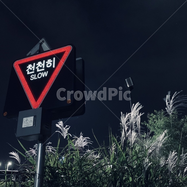 천천히,속도,갈대,밤,공기