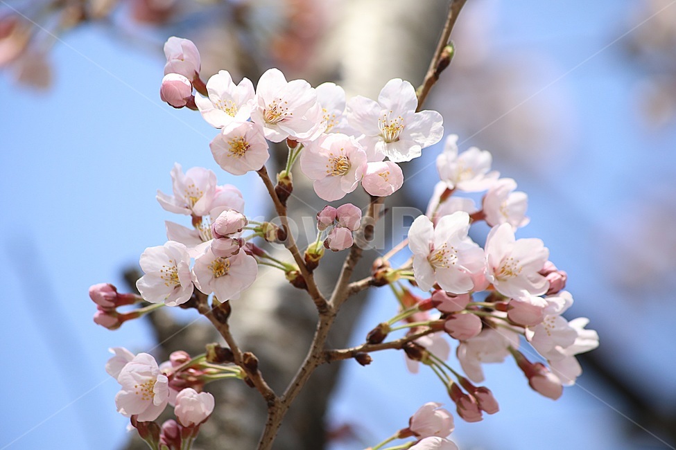 벚꽃,봄꽃,꽃사진,cherryblossoms,봄,봄,계절,spring,season,식물,자연,plants,nature,꽃,flower,plant,blossom