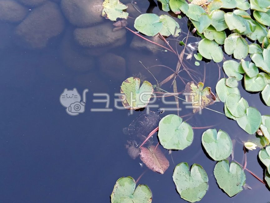 거북이,파충류,수생동물,동물,민물거북,호수,연못,습지,물가,물,연잎,수생식물,식물,옥외,자연,turtle,animal,plant,hydrophyte,lotus