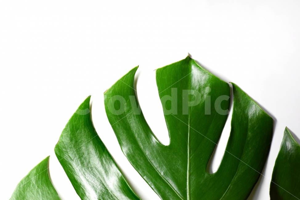 몬스테라,여름,누끼,화분,자연,초록색,누끼컷,사람없음,감성사진,스튜디오,식물,자연,plants,nature,누끼,remove background