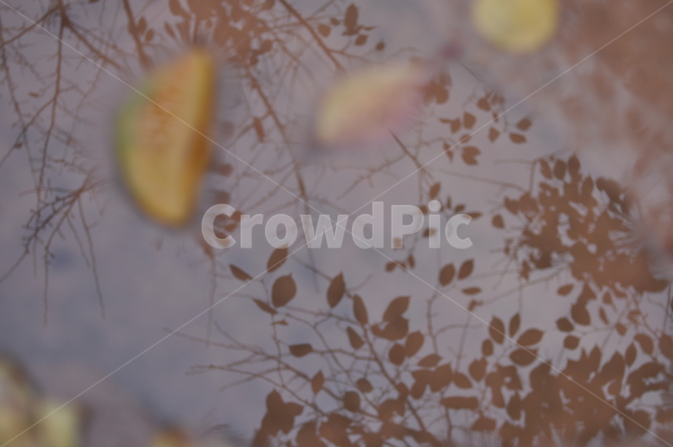 가을,감성,나뭇닢,낙엽,반영,가을,계절,fall,autumn,season