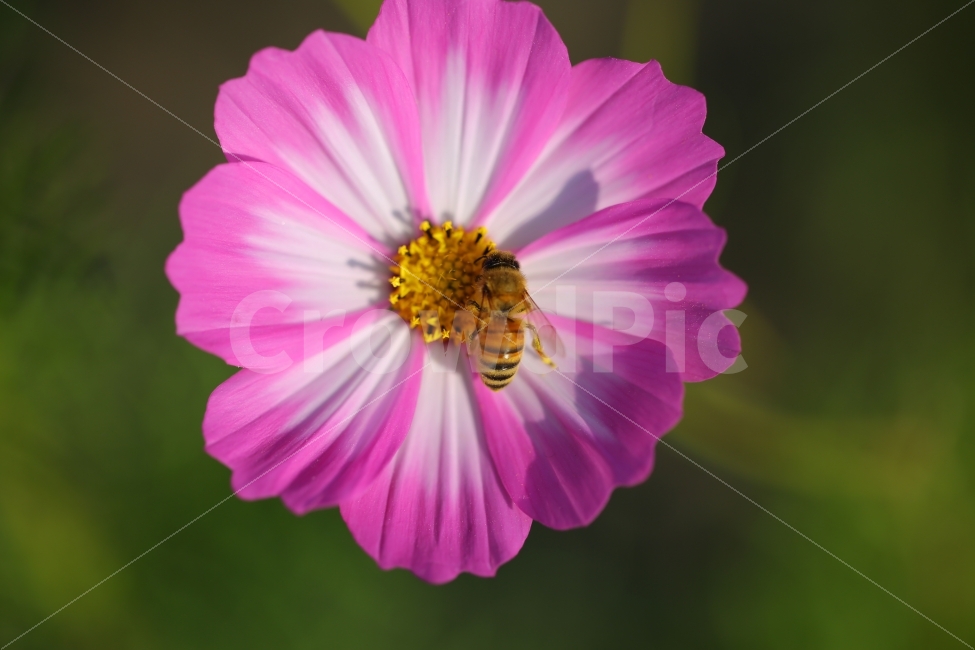 꽃,벌,봄,식물,자연,식물,자연,plants,nature,꽃,flower,동물,animal,곤충,벌레,insect,bug