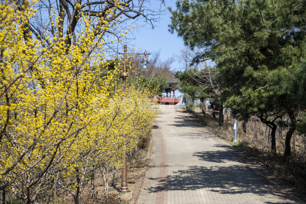 봄,봄꽃,꽃,산수유,노란꽃,japanesecornliancherry,flower,spring,cornusofficinalissetz,cornusofficinalissieboldzucc,봄,계절,spring,season,식물,자연,plants,nature,꽃,flower,garden,정원,outdoors,옥외