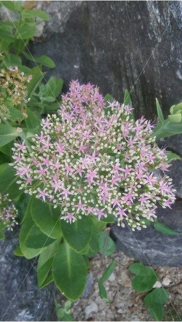 큰꿩의비름,돌나물과,여러해살이풀,붉은색,자주색,다육,식물,자연,plants,nature,꽃,flower