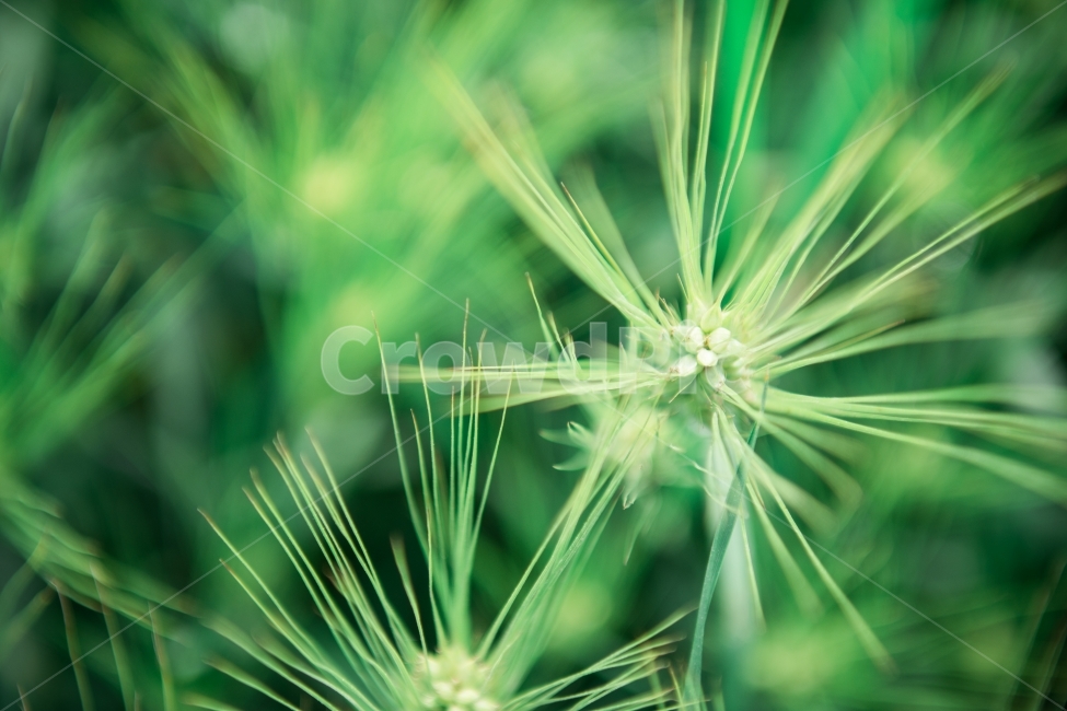 보리밭,하이앵글,확대,풀,풀잎,청보리,초록,노랑,식물,자연,plants,nature,감성,sensible,feeling