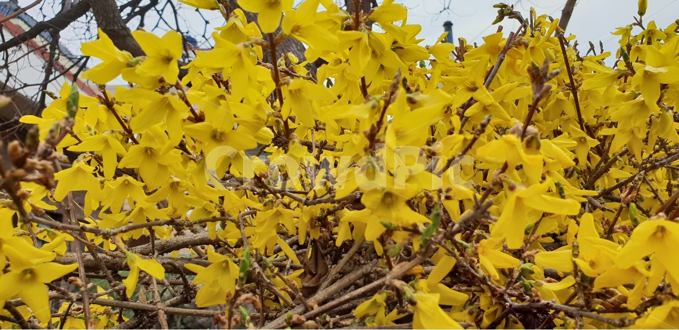 개나리,봄소식,봄꽃,노랑꽃,꽃,봄,계절,spring,season,식물,자연,plants,nature,꽃,flower,plant