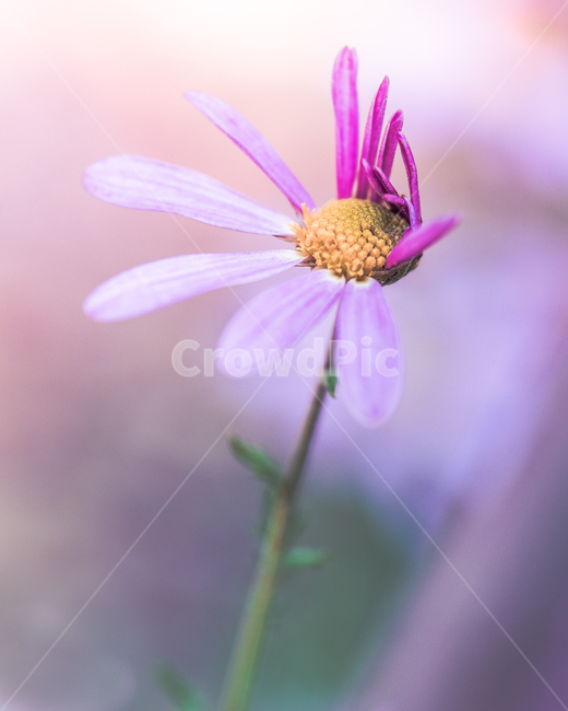 꽃,매크로,접사,코스모스,자연,식물,식물원,식물,자연,plants,nature,꽃,flower,색깔,색상,색채,색감,color sense,color sensitivity,feeling of color