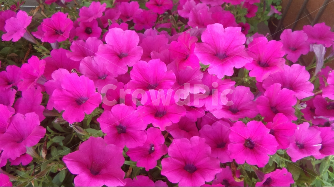 페튜니아,일년초,화단용,꽃,장일식물,식물,자연,plants,nature,꽃,flower
