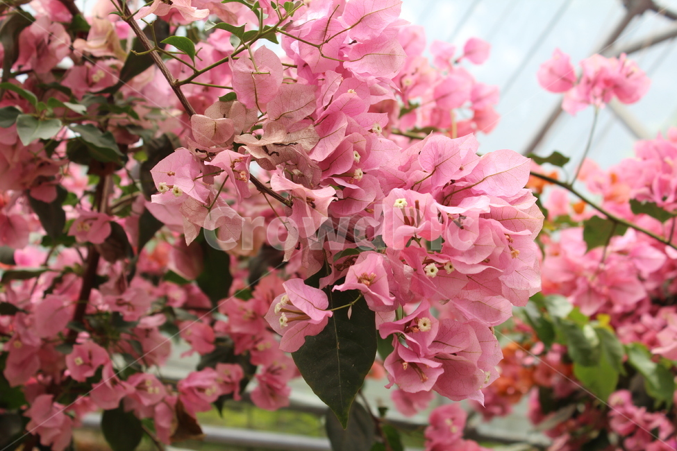 식물,꽃,제주도,부겐빌레아,핑크,식물,자연,plants,nature,꽃,flower