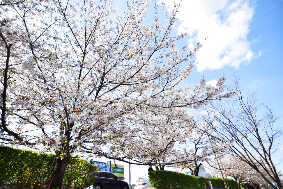 봄,벚꽃,꽃,야외,화창,하늘,나무,식물,소풍,봄,계절,spring,season