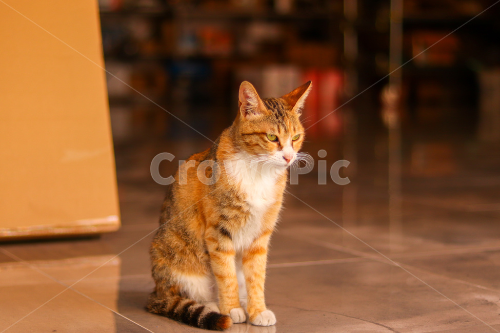 Meow,stray cat,cat,animal,straycat