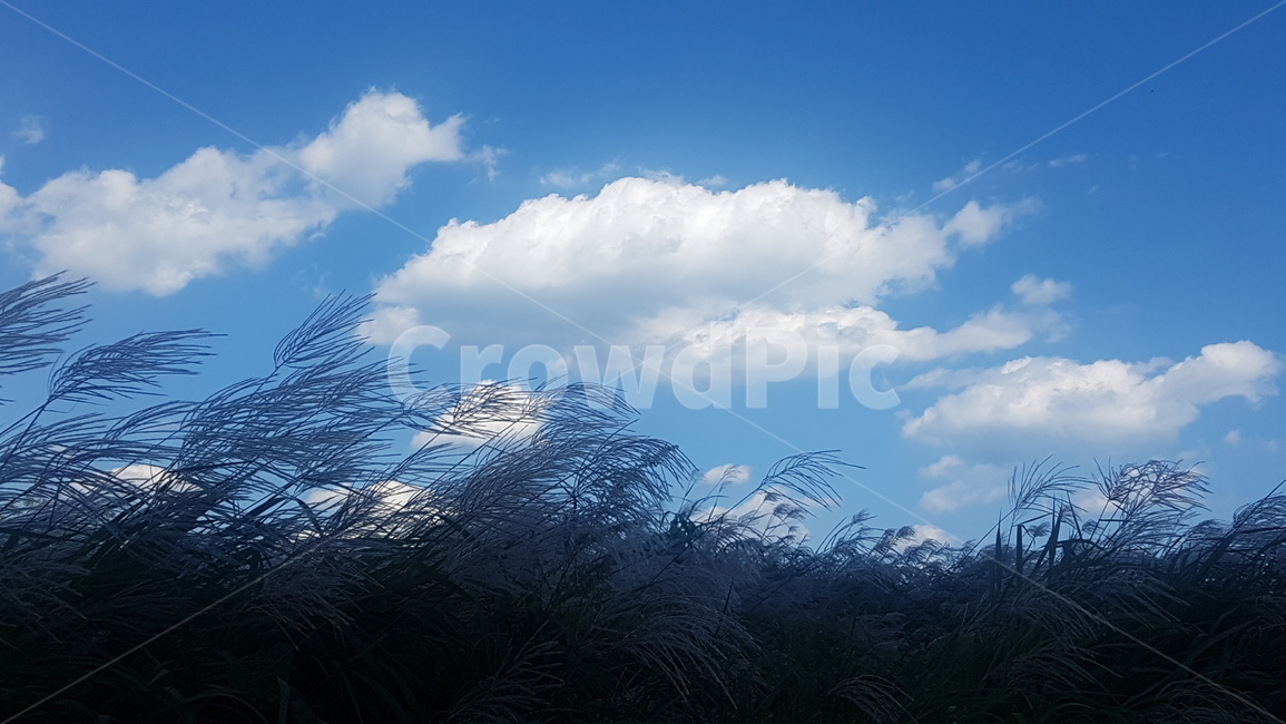 구름,억새,가을,자연,파란하늘,뭉개구름,정취,flamegrass,fall,가을,계절,fall,autumn,season,자연,풍경,nature,landscape,grass,잔디,plant,식물,outdoors,옥외