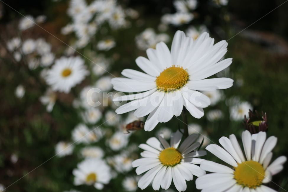 들꽃,flower,wildflower,꿀벌,데이지,daisy,plant,식물,blossom,식물,자연,plants,nature,꽃,flower