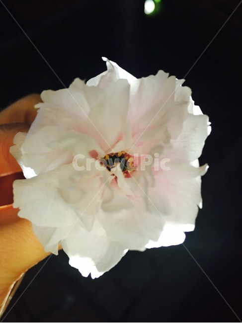 벚꽃,한송이,꽃,봄,예쁜꽃,blossom,블라썸,식물,자연,plants,nature,꽃,flower