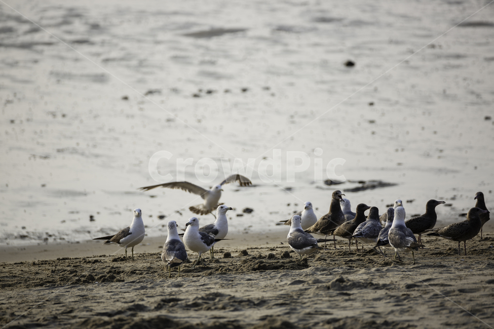 동물,갈매기,바닷가,풍경,자연,해변,바다,beach,sea,동물,animal,조류,새,birds