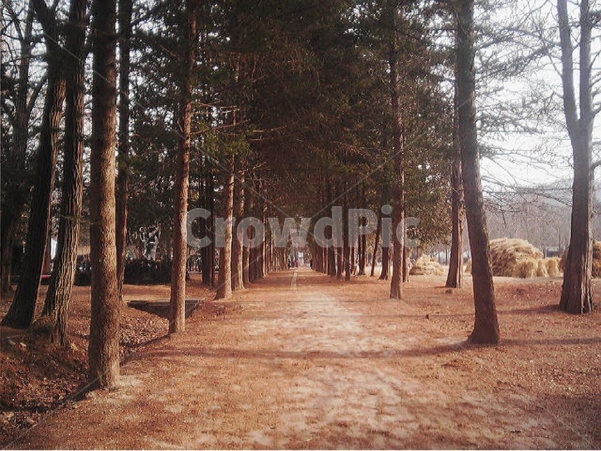 나무길,차분함,감성,남이섬,산책,자연,풍경,nature,landscape,한국자연풍경,한국자연경관,korea nature landscape,plant,식물,tree,나무