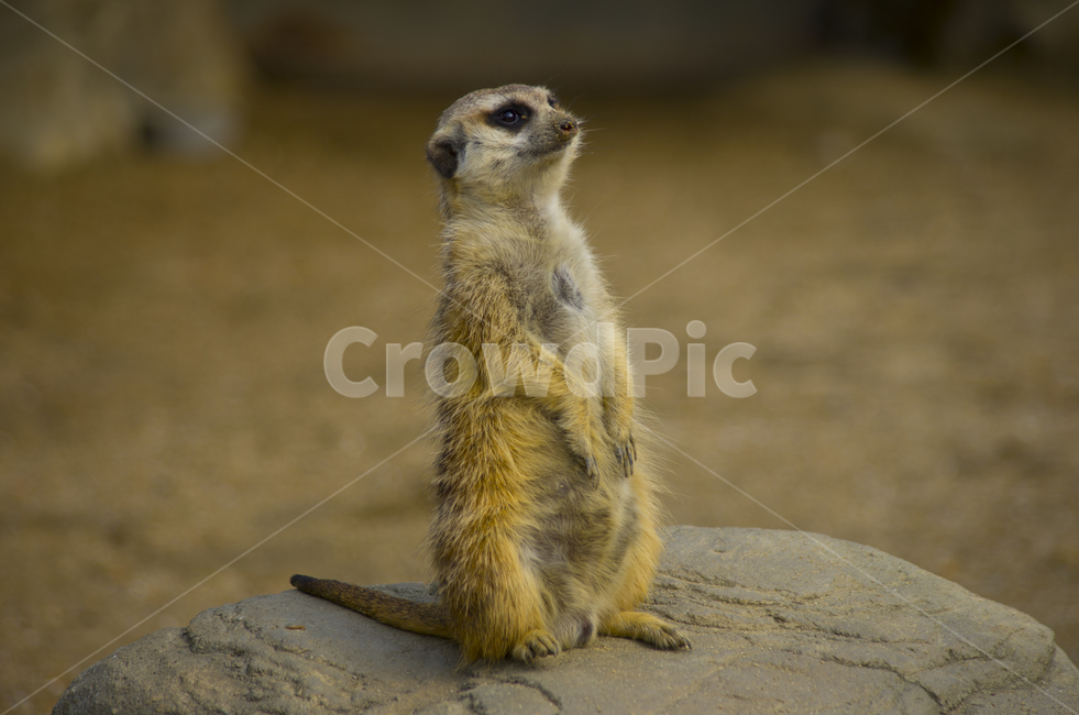 미어캣,포유류,경계,동물,동물원,라이언킹,귀요미,티몬,라이온킹,lionking,meerkat,animal,zoo,mammal,cute,alert,동물,animal,포유류,mammal