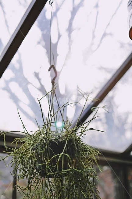 화분,식물,천창,햇빛,green,askylight,flowerpot,실내용화초,화분,화초,house plant
