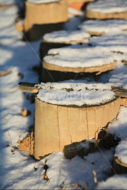 나무토막,나무,풍경,겨울,눈,겨울,계절,winter,season