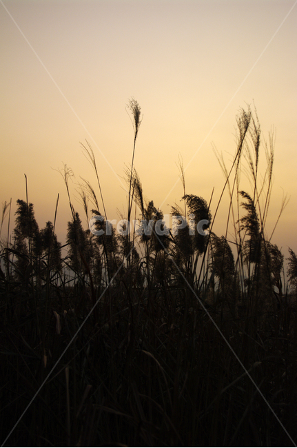 노을,하늘,갈대밭,갈대,식물,plant,가을,계절,fall,autumn,season,자연,풍경,nature,landscape,grass,잔디,lawn,reed