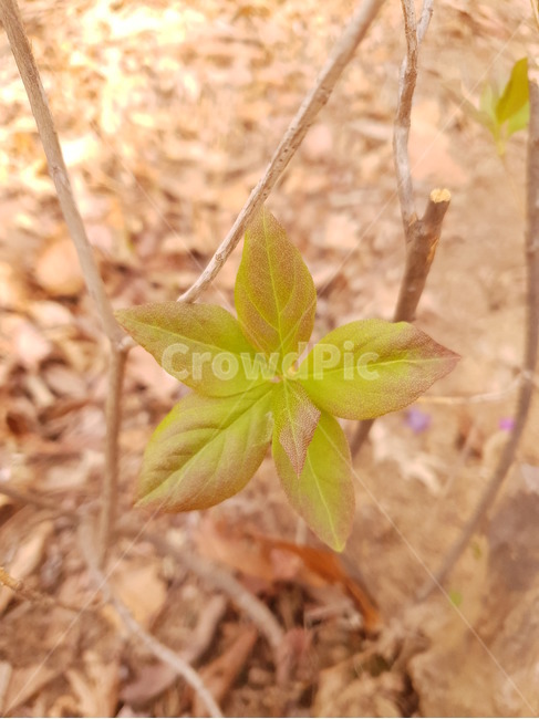 잎,plant,식물,leaf,산,봄