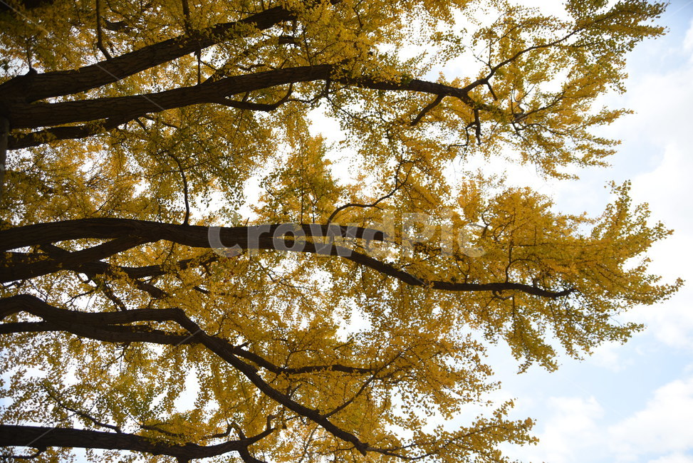 노거수,은행나무,구량리,tree,나무,plant,식물,보호수,울산,가을,계절,fall,autumn,season,식물,자연,plants,nature,나무,trees,wood,tree trunk,나무 줄기