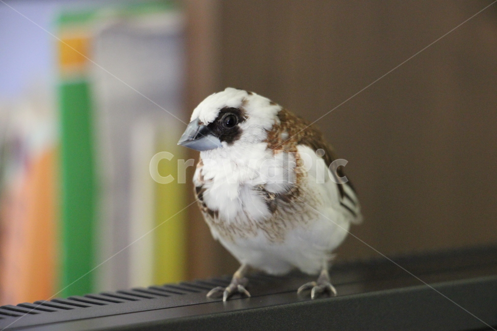 새,십자매,애완조,새대가리,조두,자유,탈출,새장탈출,동물,animal,조류,새,birds