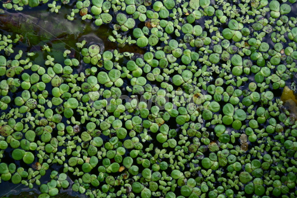 개구리밥,개구리밥과,부평초,수생식물,여러해살이풀,식물,자연,plants,nature