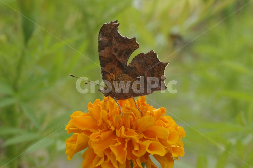 네발나비,나비,갈색나비,꽃,꽃과나비,곤충네발나비,곤충,노란꽃,beauty,macro,closeup,butterfly,brown,flower,감성,감정,자연,계절,접사,매크로,클로즈업,확대,가을곤충,여름곤충,여름,가을,동물,animal,곤충,벌레,insect,bug