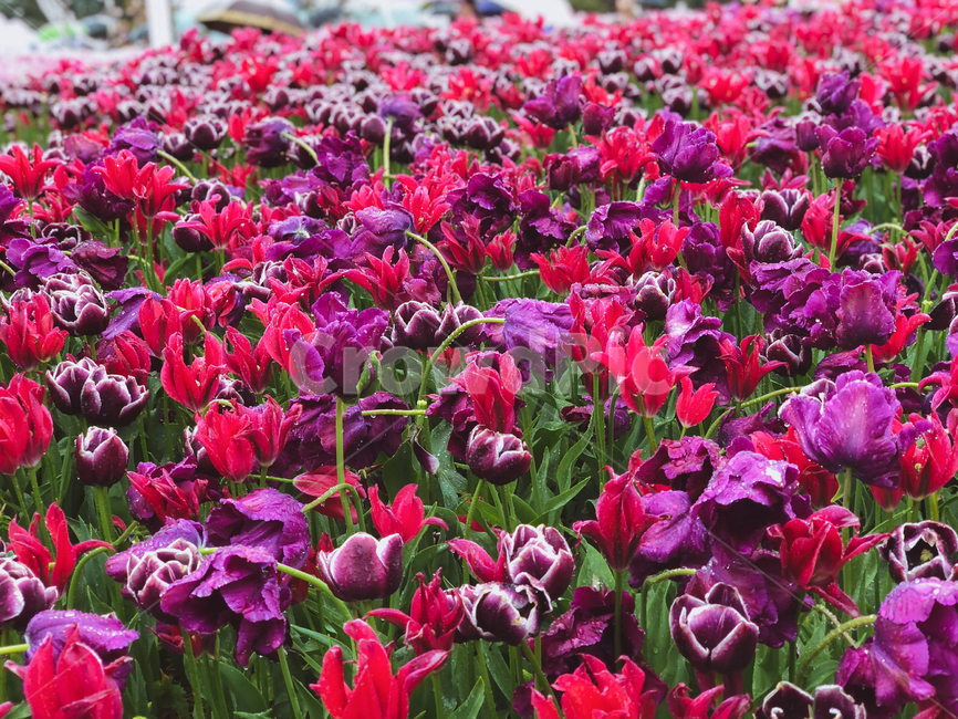 plant,식물,flower,blossom,꽃,식물,자연,plants,nature,꽃,flower