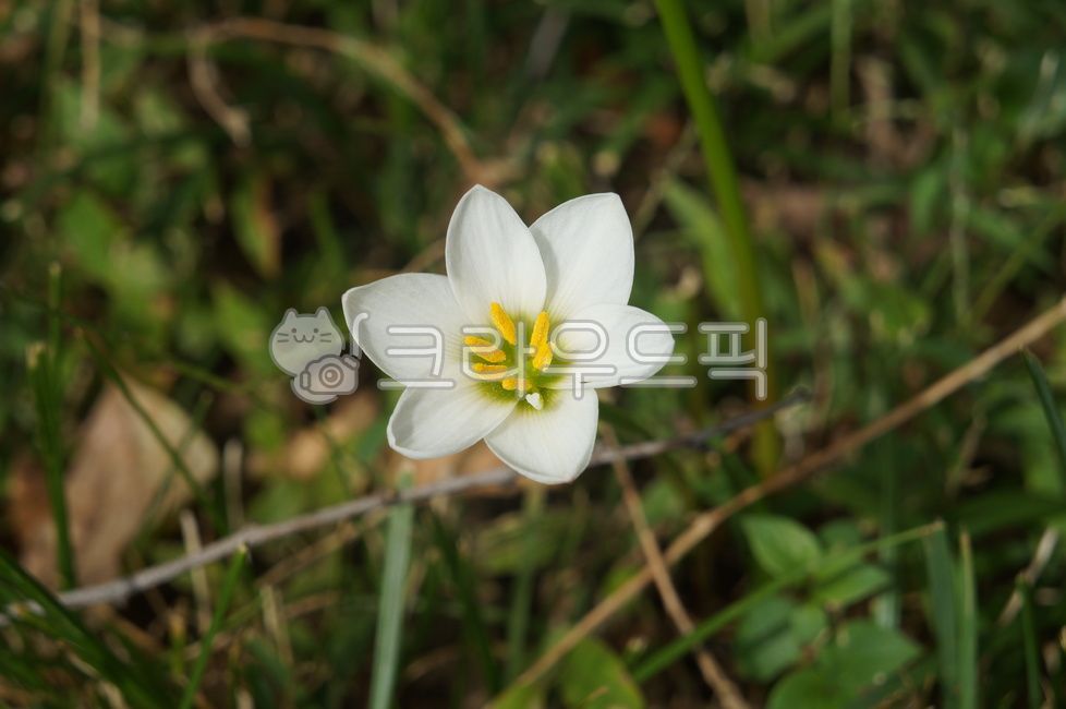 꽃,흰꽃,잔디,들꽃,plant,식물,flower,blossom