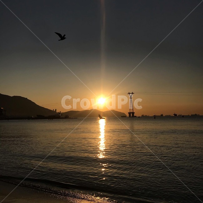 light,flare,새,동물,바다