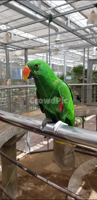 앵무새,동물,새,초록앵무새,bird