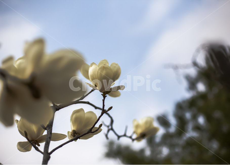 봄,꽃,목련꽃,목련,봄꽃,흰꽃,4월의꽃,청순,사랑,흰색,하얀,꽃잎,식물,목련목,백목련,고귀함,현화식물문,쌍떡잎식물,목련과,flower,Plantae,Anthophyta,Dicotyledoneae,Magnoliales,봄,계절,spring,season,식물,자연,plants,nature,꽃,flower,plant