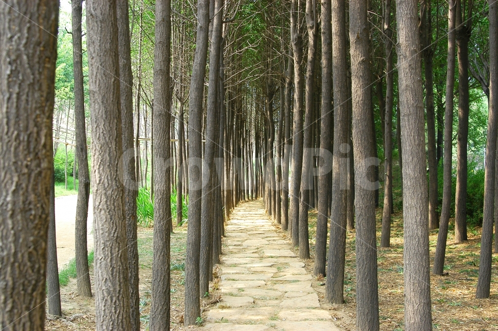 나무,숲,자연,길,오솔길,가로수,산책로,산책,숲길,메타쉐콰이어,나무숲,풍경,자연,풍경,nature,landscape,한국자연풍경,한국자연경관,korea nature landscape,식물,plants,나무,trees,wood,plant,tree,path,통로