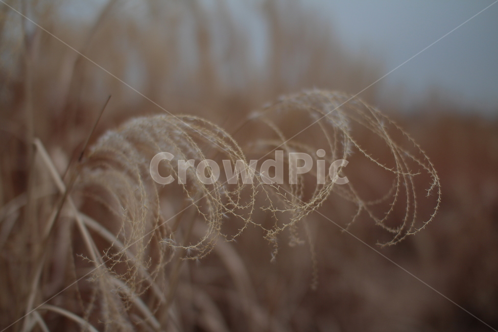 억새,갈대,가을,자연,풍경,세피아,겨울,배경,배경화면,monochrome,sepia,nature,autumn,winter,season,screen,가을,계절,fall,autumn,season,plant,식물,grass,잔디