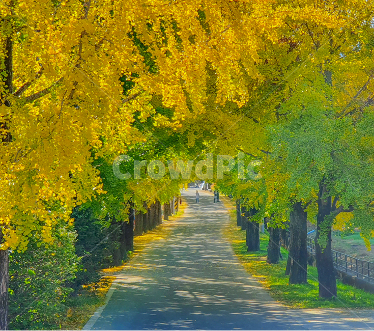 tree,나무,plant,식물,길,은행나무,가을,계절,cloud,road,도로,옥외,outdoors,자연,nature,은행나무길,풍경,잎,은행나무숲,abies,conifer,전나무,fir,산책길,인도,단풍,은행,가을,계절,fall,autumn,season,자연,풍경,nature,landscape
