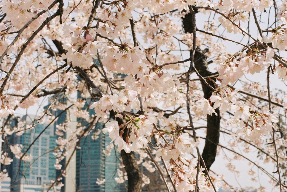 식물,꽃,flower,벚꽃,blossom