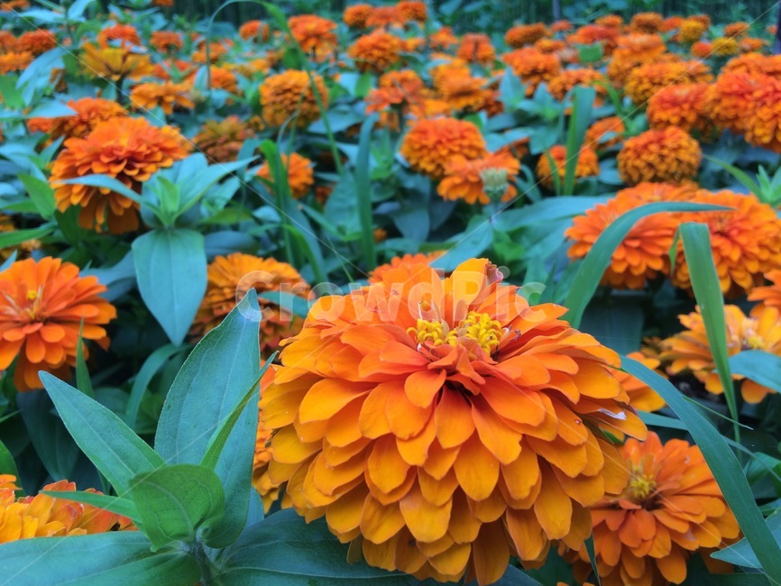 꽃,플라워,flower,주황,수국