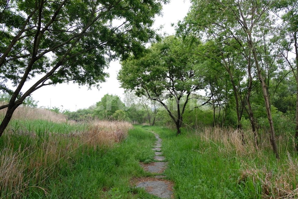 공원,습지,봄,초록,풍경,자연,풍경,nature,landscape,식물,plants,나무,trees,wood,outdoors,옥외,grassland,목초지,field,들,path,통로