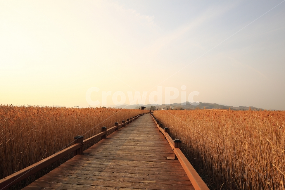 갈대,순천만습지,풍경사진,감성사진,자연풍경,가을,계절,fall,autumn,season,자연,풍경,nature,landscape,한국자연풍경,한국자연경관,korea nature landscape,building,건물,boardwalk,산책로,bridge,다리