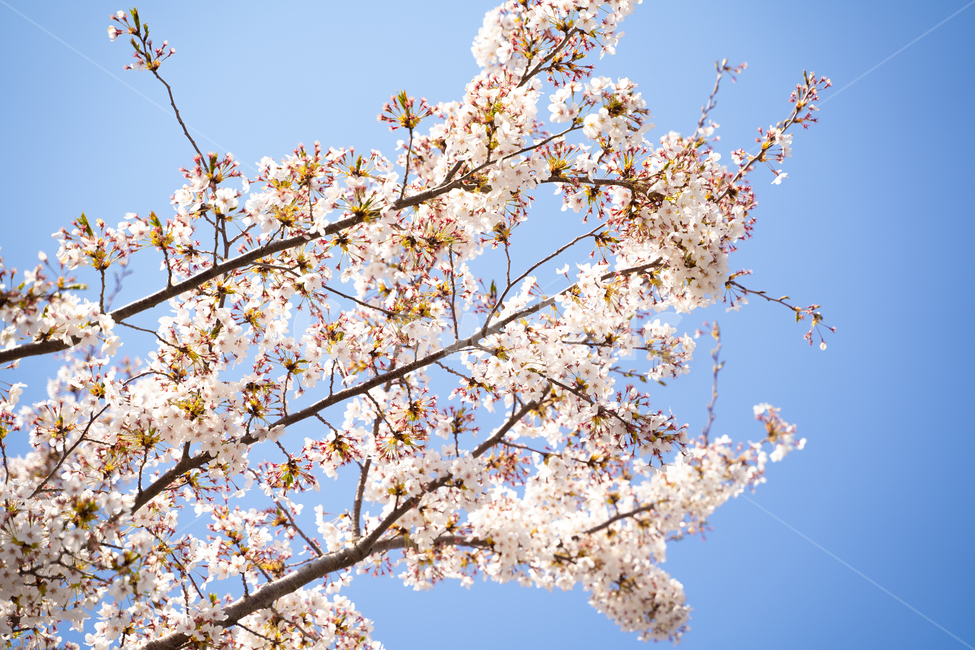 벛꽃,봄,봄벚꽃,봄나들이,꽃구경,봄,계절,spring,season,식물,자연,plants,nature,꽃,flower,plant,blossom,cherry blossom,벚꽃